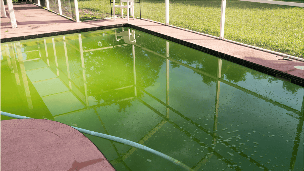 Poolwasser grün? So entfernen Sie Algen und bringen das Wasser wieder zum Glänzen!